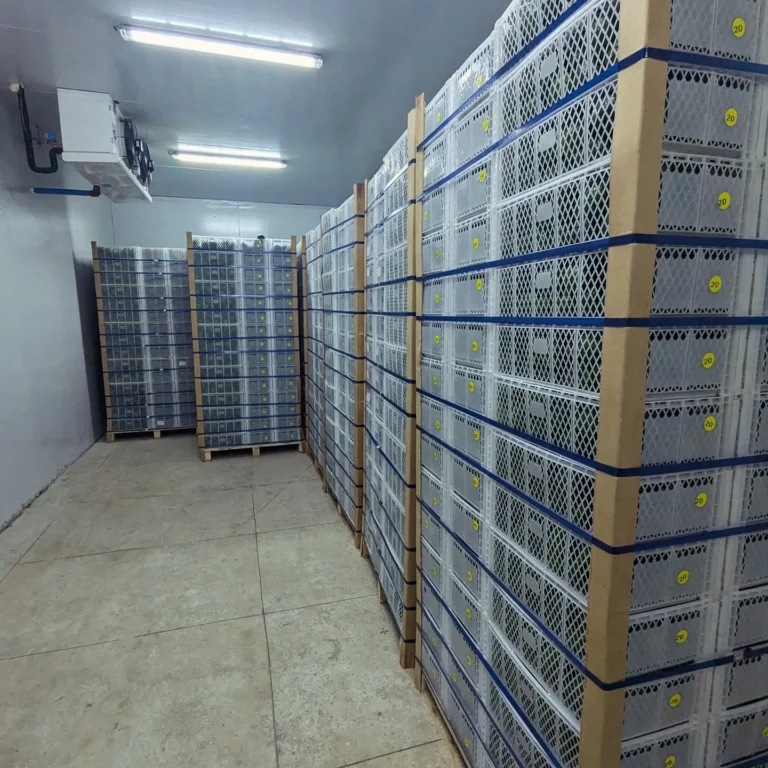 472019108_18356752852133615_4379583511242144788_n_副本